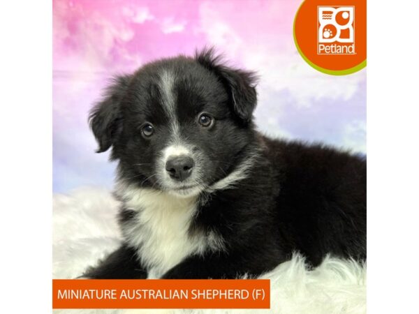 Miniature Australian Shepherd DOG Female Black / White 3078 Petland Lancaster, Ohio