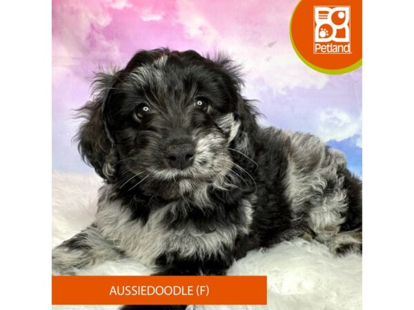 Aussiedoodle DOG Female Blue Merle 3077 Petland Lancaster, Ohio