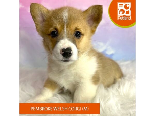 Pembroke Welsh Corgi DOG Male Red / White 3076 Petland Lancaster, Ohio