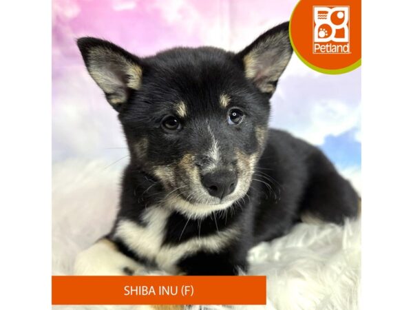 Shiba Inu DOG Female Black / Tan 3075 Petland Lancaster, Ohio