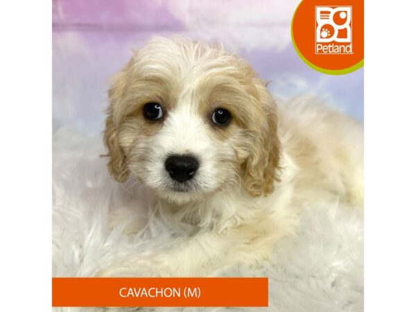 Cavachon DOG Male 3073 Petland Lancaster, Ohio