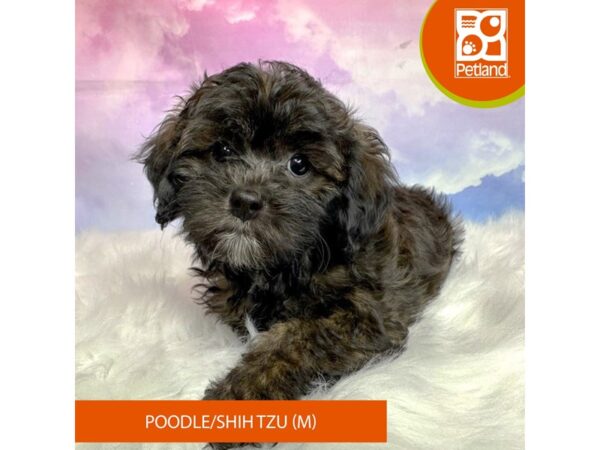 Poodle/Shih Tzu DOG Male Black / Tan 3071 Petland Lancaster, Ohio