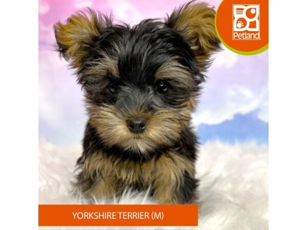 Yorkshire Terrier DOG Male Black / Tan 3070 Petland Lancaster