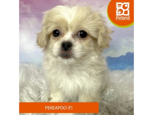 Pekeapoo-DOG-Female-White-3069-Petland Lancaster, Ohio