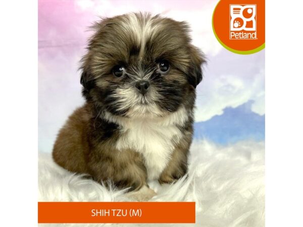 Shih Tzu DOG Male Chocolate / White 3068 Petland Lancaster, Ohio