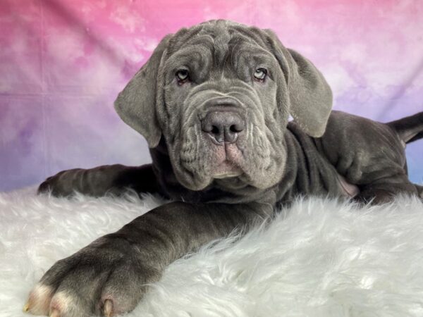 Neapolitan Mastiff DOG Male Blue 3074 Petland Lancaster, Ohio