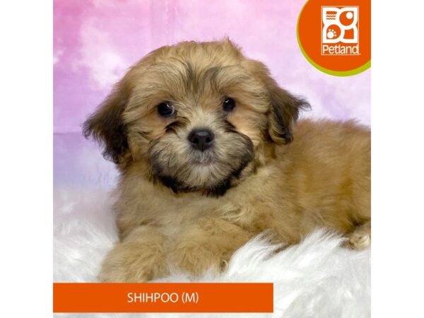 Shihpoo-DOG-Male-Brindle-3088-Petland Lancaster, Ohio