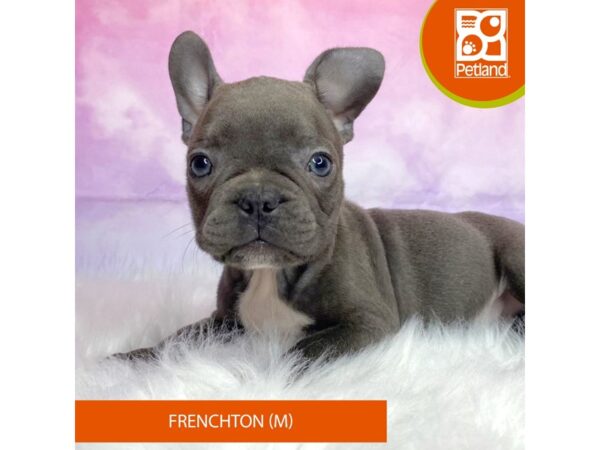 Frenchton DOG Male Blue 3087 Petland Lancaster, Ohio