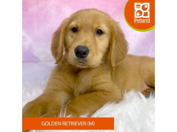 Golden Retriever DOG Male Golden 3086 Petland Lancaster, Ohio