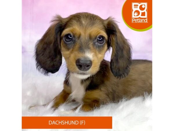 Dachshund DOG Female Wild Boar 3085 Petland Lancaster, Ohio