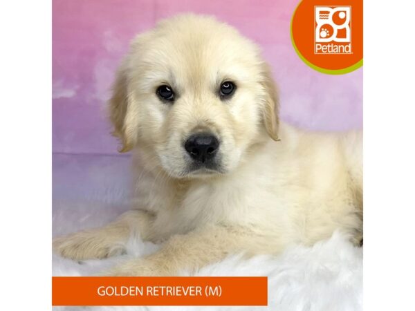 Golden Retriever DOG Male Golden 3083 Petland Lancaster, Ohio