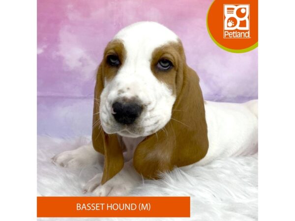 Basset Hound-DOG-Male-Lemon / White-3081-Petland Lancaster, Ohio