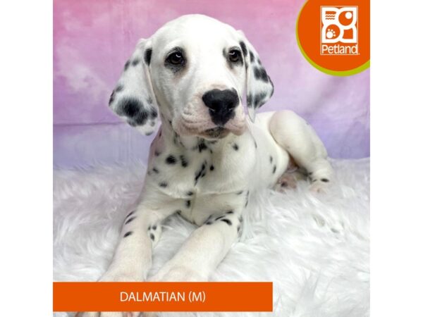 Dalmatian DOG Male Black / White 3080 Petland Lancaster, Ohio