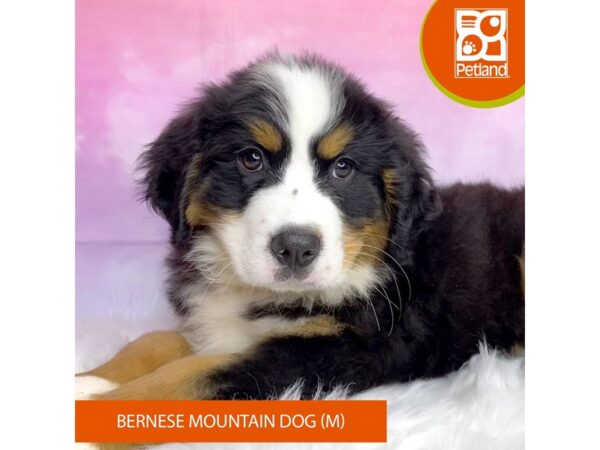 Bernese Mountain Dog DOG Male Tri-Colored 3079 Petland Lancaster, Ohio