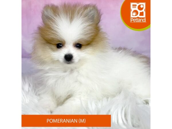 Pomeranian DOG Male Sable / White 3091 Petland Lancaster, Ohio