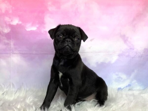 Pug-DOG-Female-Black-3110-Petland Lancaster, Ohio