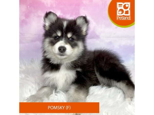 Pomsky-DOG-Female-Black / White-3111-Petland Lancaster, Ohio