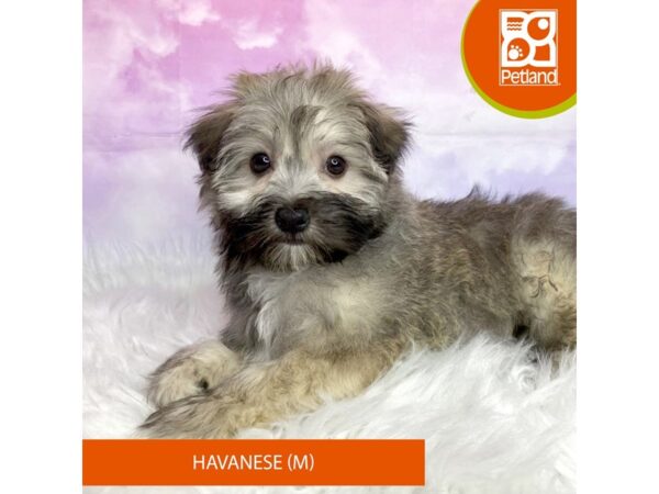 Havanese-DOG-Male-Sable-3109-Petland Lancaster, Ohio