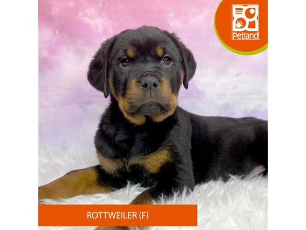 Rottweiler DOG Female Black / Mahogany 3106 Petland Lancaster, Ohio