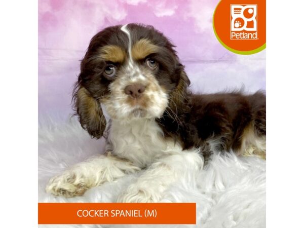 Cocker Spaniel Dog Male Chocolate White Tan 3105 Petland Lancaster, Ohio