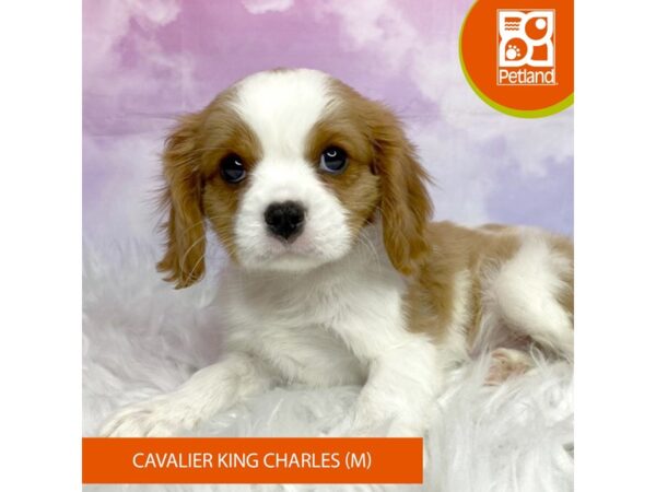 Cavalier King Charles Spaniel-DOG-Male-Blenheim-3104-Petland Lancaster, Ohio