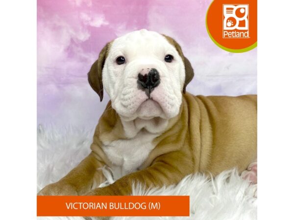 Victorian Bulldog DOG Male Fawn / White 3103 Petland Lancaster, Ohio