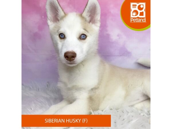 Siberian Husky DOG Female Red / White 3098 Petland Lancaster, Ohio