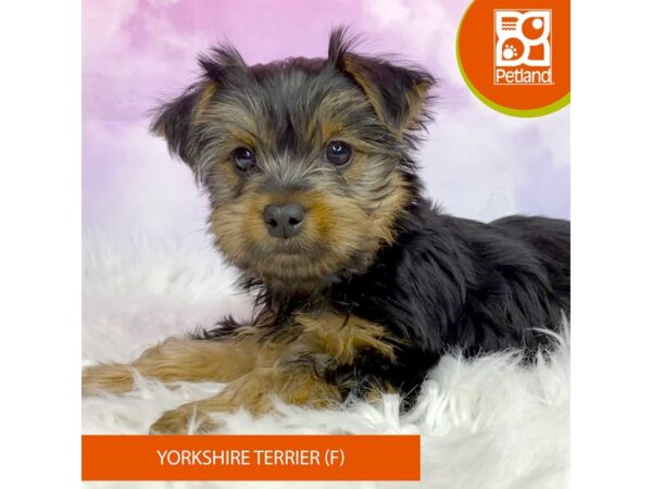 Yorkshire Terrier DOG Female Black / Tan 3097 Petland Lancaster, Ohio