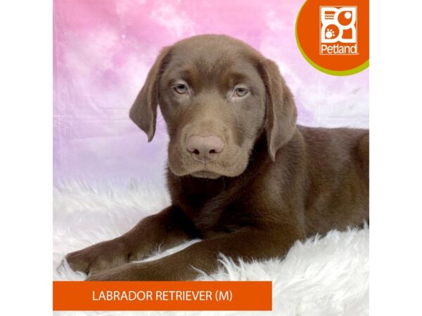 Labrador Retriever DOG Male Chocolate 3096 Petland Lancaster, Ohio