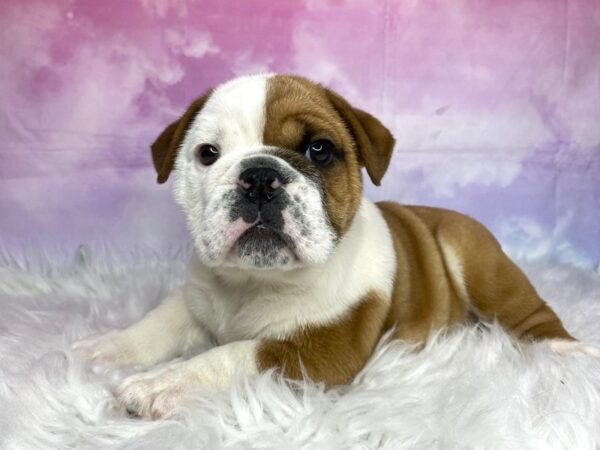 English Bulldog DOG Female Red / White 3100 Petland Lancaster, Ohio