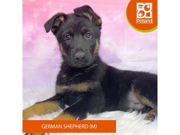 German Shepherd Dog DOG Male Black / Tan 3120 Petland Lancaster, Ohio