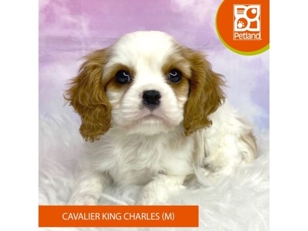 Cavalier King Charles Spaniel-DOG-Male-Blenheim-3119-Petland Lancaster, Ohio