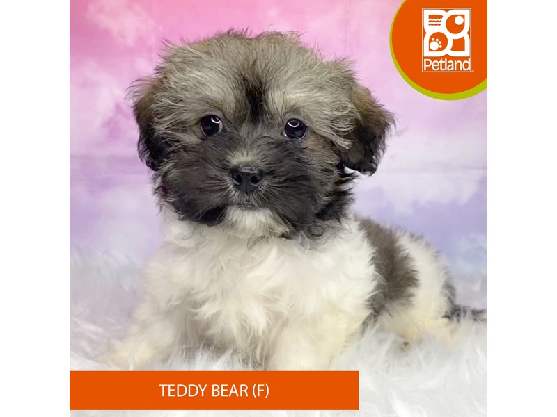 Teddy Bear-Female-brown and white-4080678-Petland Lancaster Ohio