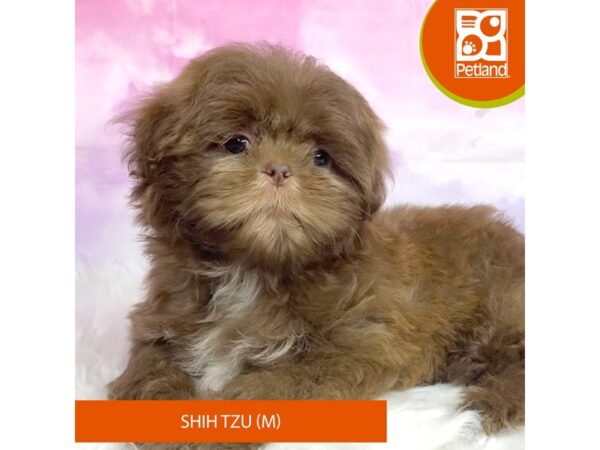 Shih Tzu Dog Male Liver 3115 Petland Lancaster, Ohio