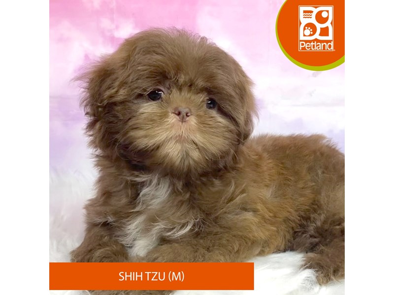 Shih Tzu-Male-Liver-4080671-Petland Lancaster Ohio