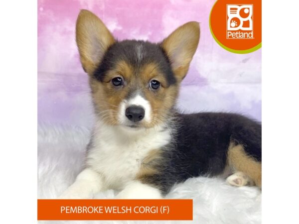 Pembroke Welsh Corgi-DOG-Female-Black Tan / White-3112-Petland Lancaster