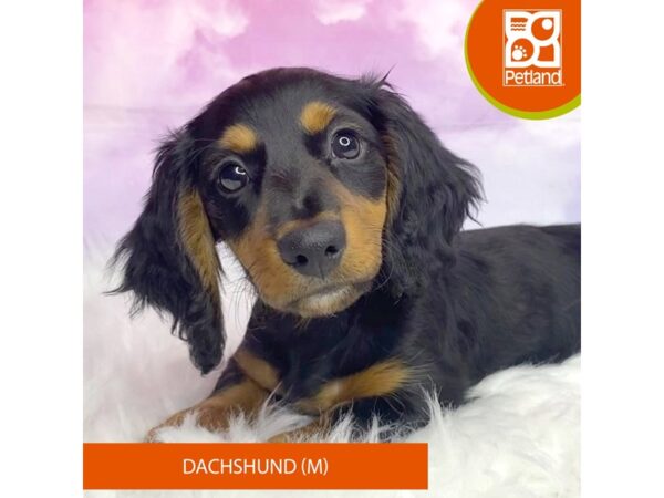 Dachshund DOG Male Black / Tan 3113 Petland Lancaster, Ohio