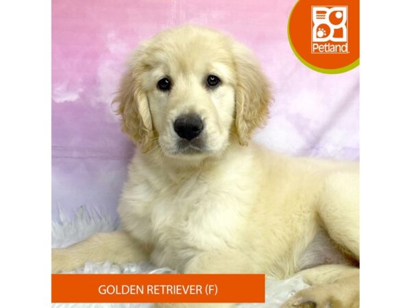 Golden Retriever DOG Female Light Golden 3116 Petland Lancaster, Ohio