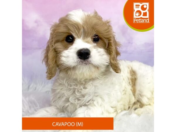 Cavapoo-Dog-Male-Blenheim-3117-Petland Lancaster, Ohio