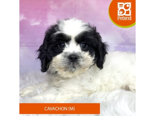 Cavachon-Dog-Male-blk/wht-3126-Petland Lancaster, Ohio