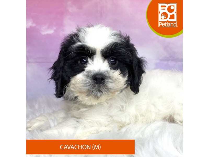 Cavachon-Male-blk/wht-4089919-Petland Lancaster Ohio