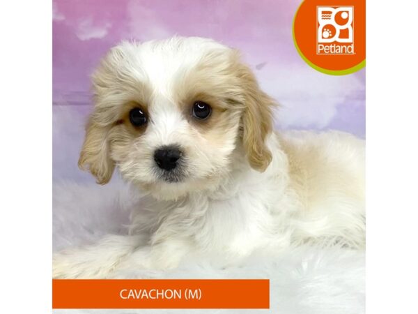 Cavachon-DOG-Male-Blenheim-3125-Petland Lancaster, Ohio