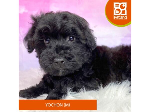 Yochon-Dog-Male-Black-3124-Petland Lancaster