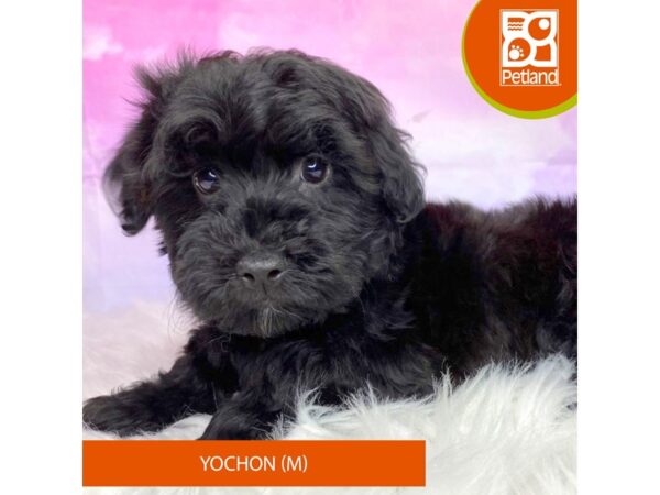 Yochon-Dog-Male-Black-3124-Petland Lancaster, Ohio