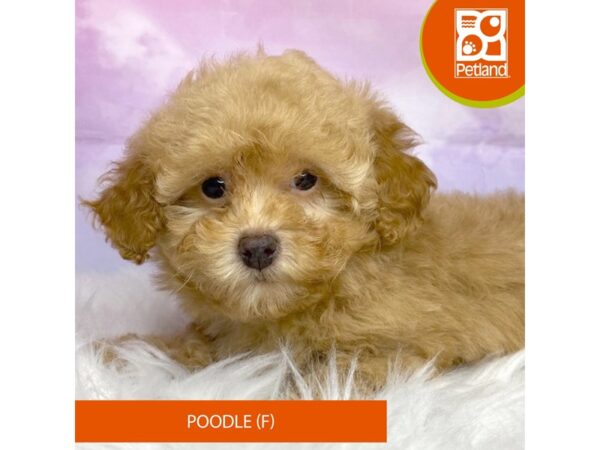 Poodle Dog Female Tan 3123 Petland Lancaster, Ohio