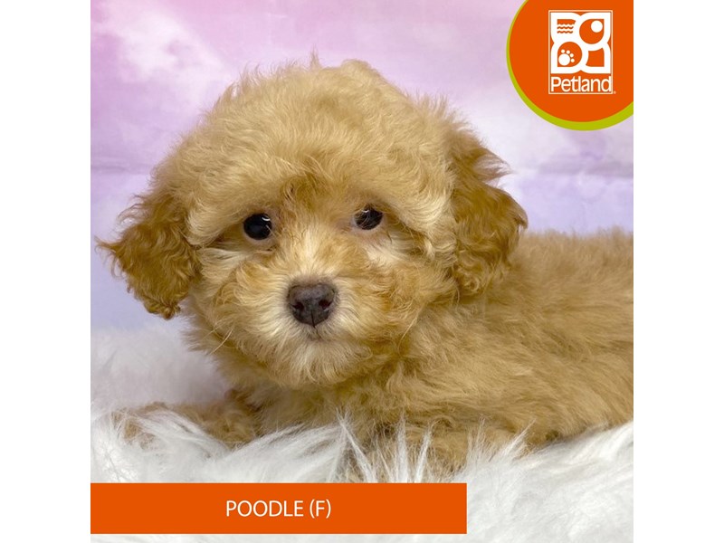 Poodle-Female-Tan-4089915-Petland Lancaster Ohio