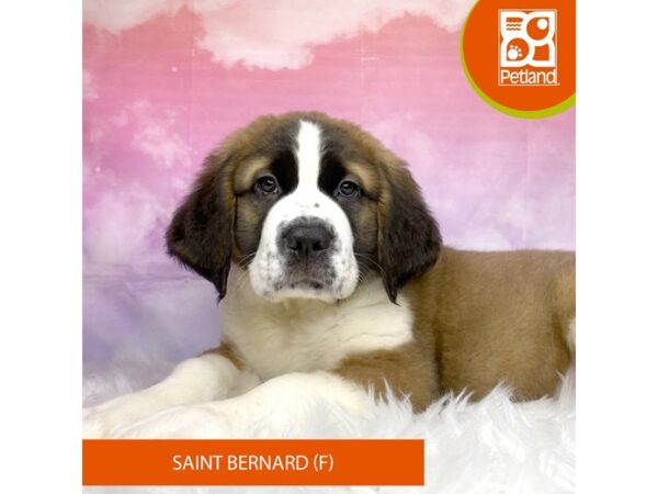 Saint Bernard DOG Female Mahogany / White 3122 Petland Lancaster, Ohio