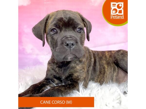 Cane Corso-DOG-Male-Brindle-3127-Petland Lancaster, Ohio