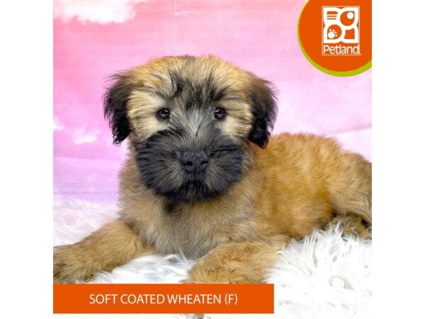 Soft Coated Wheaten Terrier-Dog-Female-Wheaten-3128-Petland Lancaster, Ohio