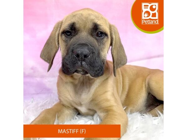 Mastiff DOG Female Fawn 3130 Petland Lancaster, Ohio